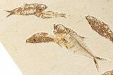 Multiple Fossil Fish Plate (Diplomystus & Knightia) - Wyoming #244191-1